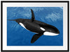 schöner Orca im Meer Passepartout 80x60