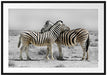 Zebras in der Savanne Passepartout 100x70
