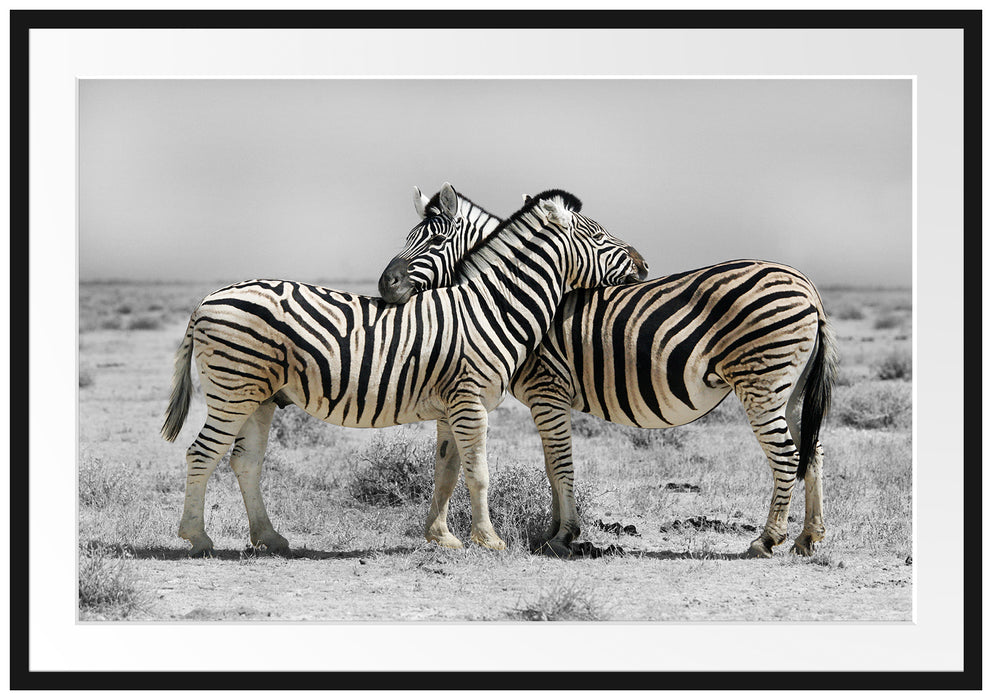 Pixxprint Zebras in der Savanne, im Galerie-Passepartout Bilderrahmen