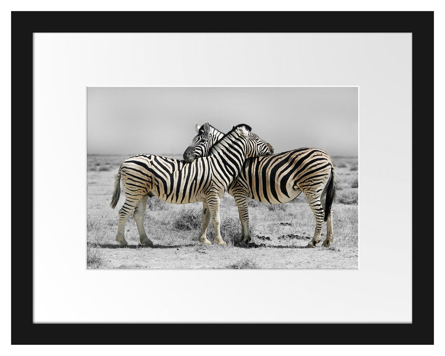 Zebras in der Savanne Passepartout 38x30