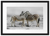 Zebras in der Savanne Passepartout 55x40