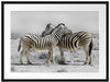 Zebras in der Savanne Passepartout 80x60