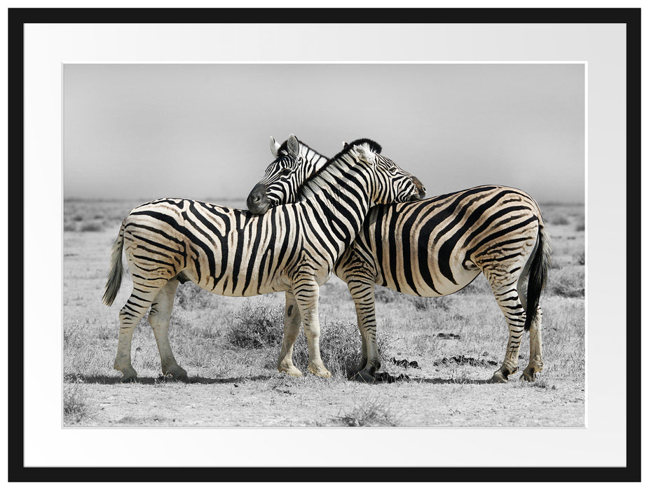 Zebras in der Savanne Passepartout 80x60