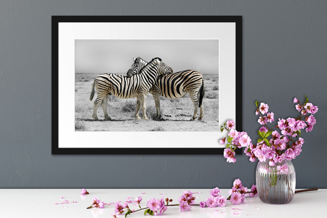 Zebras in der Savanne Passepartout Wohnzimmer