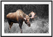 prächtiger Elch auf Wiese Passepartout 100x70