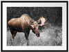prächtiger Elch auf Wiese Passepartout 80x60