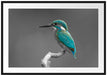 wunderschöner Eisvogel auf Ast Passepartout 100x70