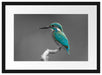 wunderschöner Eisvogel auf Ast Passepartout 55x40