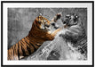 prachtvolle Tiger kämpfen Passepartout 100x70