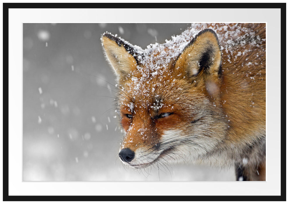 wunderschöner Fuchs im Schnee Passepartout 100x70