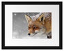 wunderschöner Fuchs im Schnee Passepartout 38x30