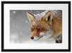 wunderschöner Fuchs im Schnee Passepartout 55x40
