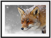wunderschöner Fuchs im Schnee Passepartout 80x60