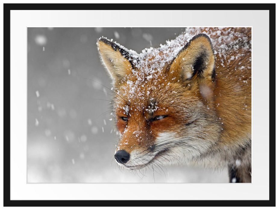 wunderschöner Fuchs im Schnee Passepartout 80x60