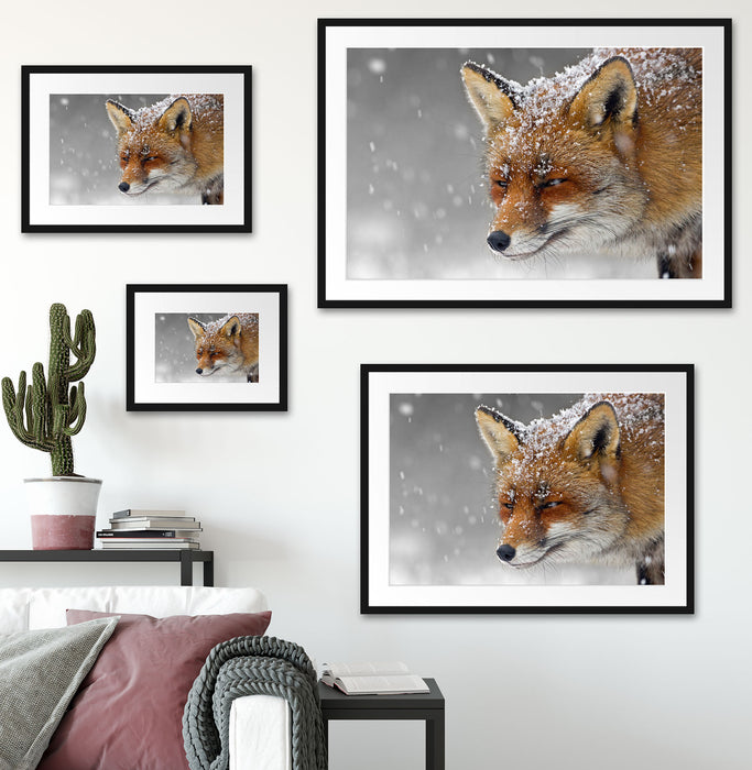 wunderschöner Fuchs im Schnee Passepartout Dekovorschlag