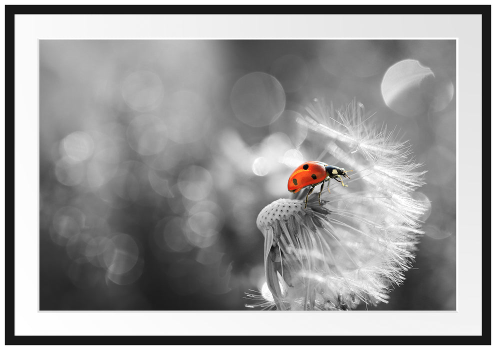 Pixxprint Marienkäfer auf Pusteblume, im Galerie-Passepartout Bilderrahmen