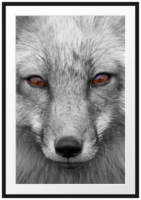 Pixxprint wunderschöner Fuchs im Portrait, im Galerie-Passepartout Bilderrahmen