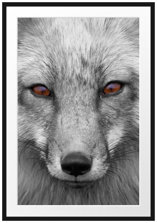 wunderschöner Fuchs im Portrait Passepartout 100x70