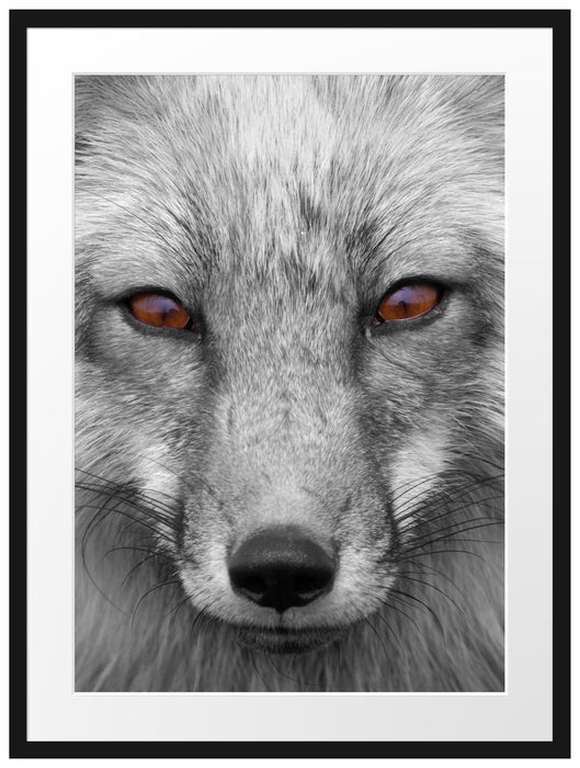 wunderschöner Fuchs im Portrait Passepartout 80x60