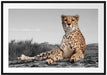 prächtiger Gepard in Savanne Passepartout 100x70
