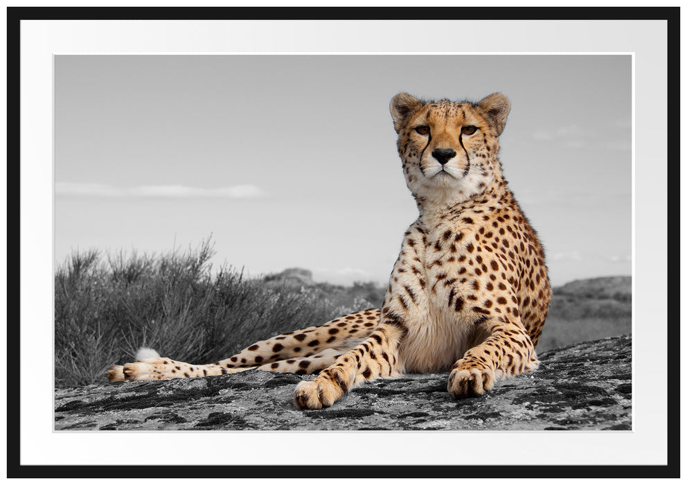 prächtiger Gepard in Savanne Passepartout 100x70