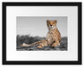 prächtiger Gepard in Savanne Passepartout 38x30