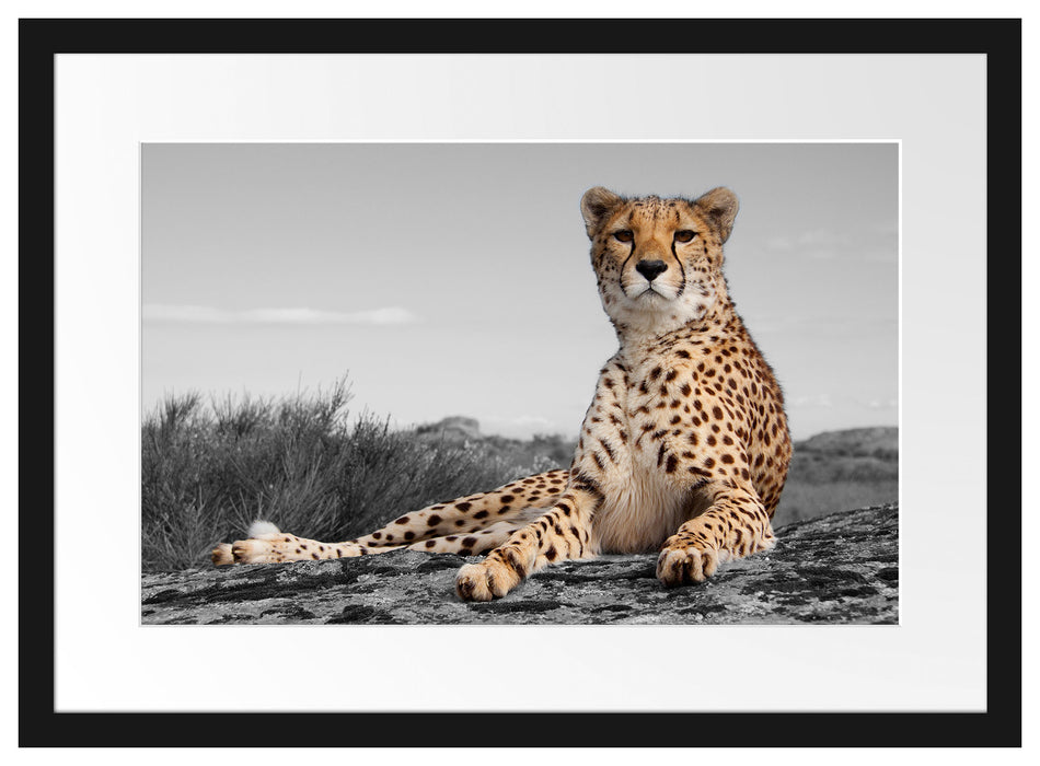 prächtiger Gepard in Savanne Passepartout 55x40