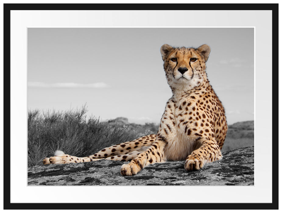 prächtiger Gepard in Savanne Passepartout 80x60