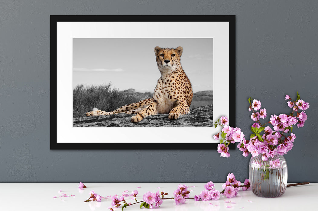 prächtiger Gepard in Savanne Passepartout Wohnzimmer
