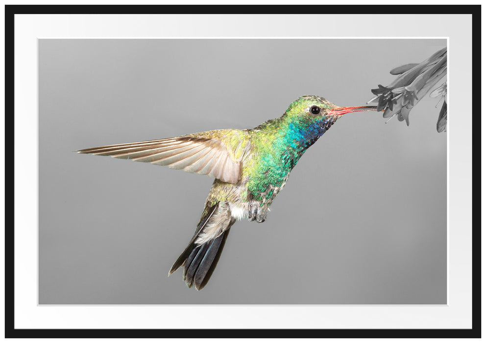 Pixxprint wunderschöner Kolibri, im Galerie-Passepartout Bilderrahmen