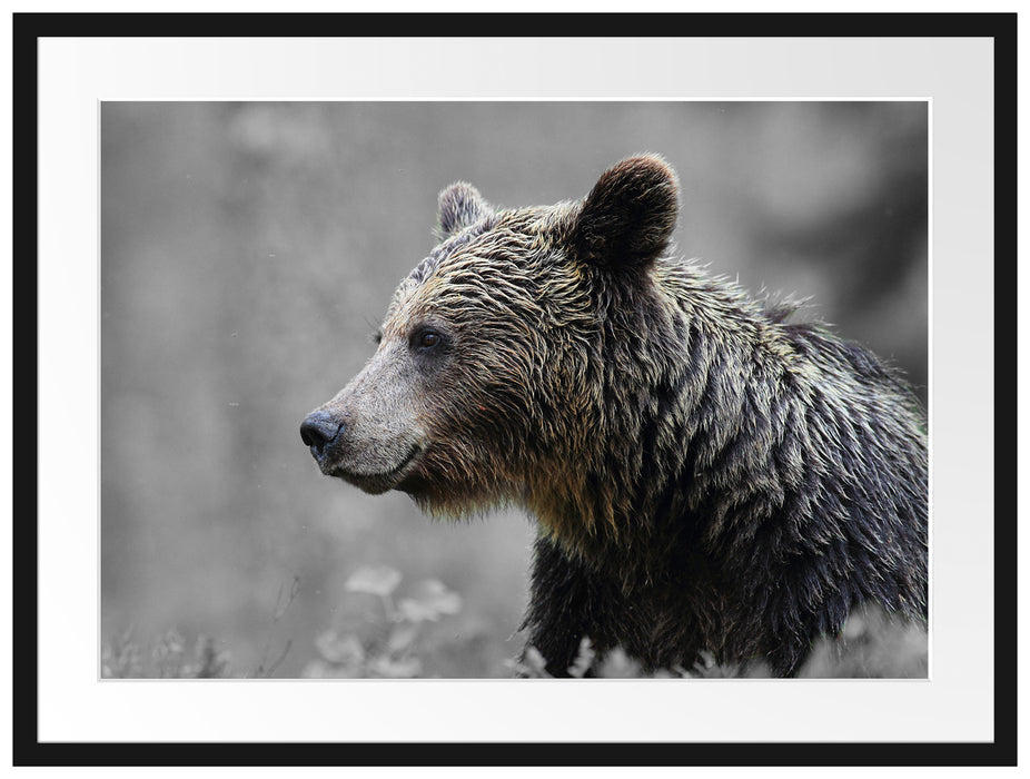 einsamer Bär im Wald Passepartout 80x60