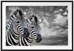 zwei Zebras Passepartout 100x70
