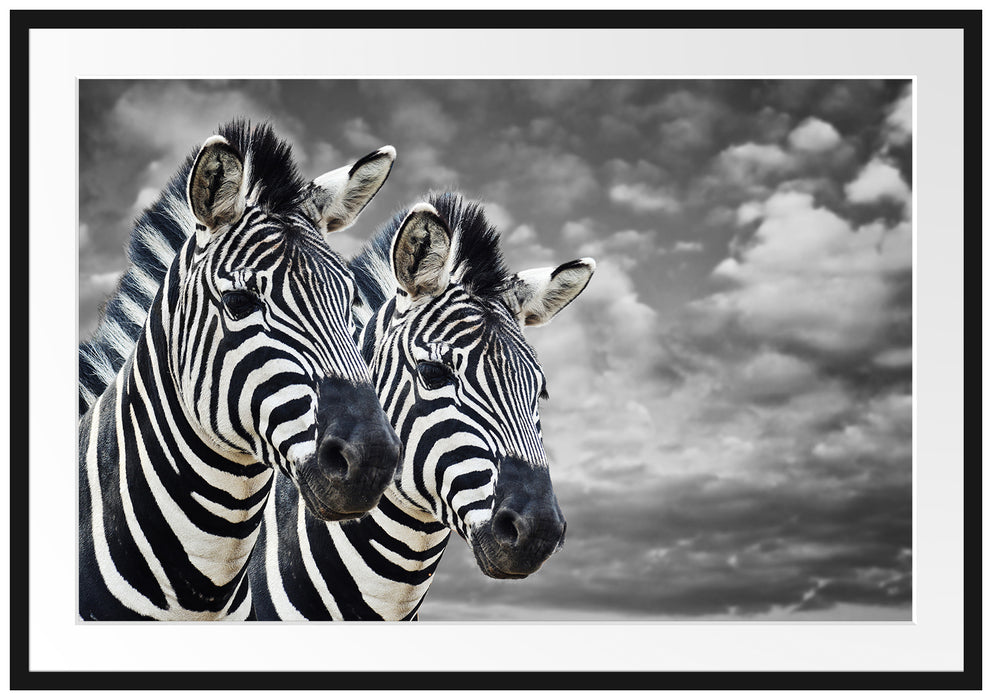 Pixxprint zwei Zebras, im Galerie-Passepartout Bilderrahmen