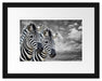 zwei Zebras Passepartout 38x30