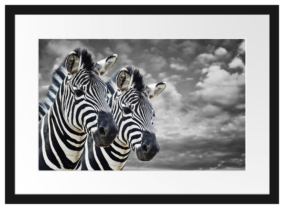 zwei Zebras Passepartout 55x40