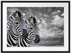 zwei Zebras Passepartout 80x60