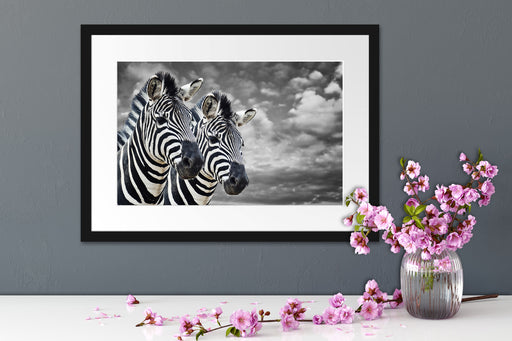 zwei Zebras Passepartout Wohnzimmer