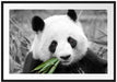 kuscheliger Panda frisst Bambus Passepartout 100x70