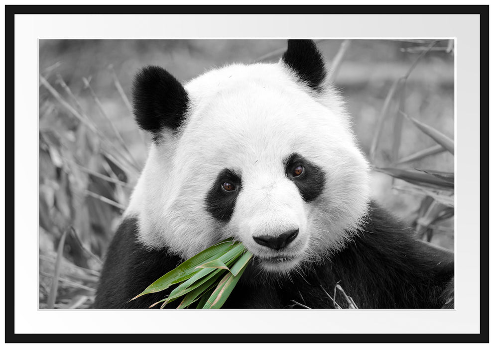 Pixxprint kuscheliger Panda frisst Bambus, im Galerie-Passepartout Bilderrahmen