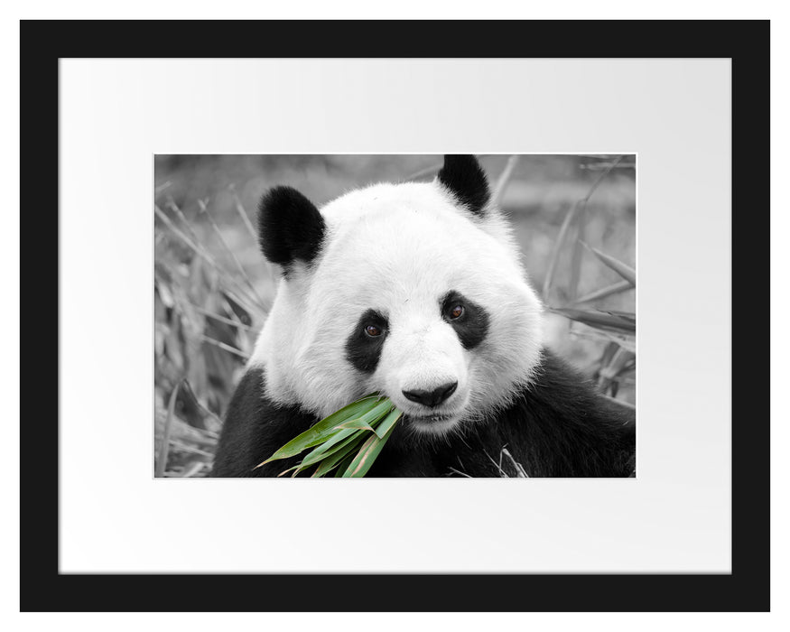 kuscheliger Panda frisst Bambus Passepartout 38x30