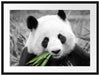 kuscheliger Panda frisst Bambus Passepartout 80x60