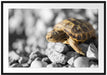 süße Schildkröte auf Steinen Passepartout 100x70