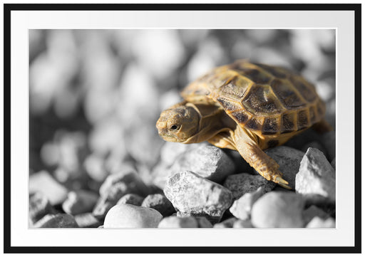 süße Schildkröte auf Steinen Passepartout 100x70