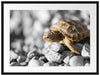 süße Schildkröte auf Steinen Passepartout 80x60