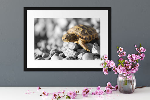 süße Schildkröte auf Steinen Passepartout Wohnzimmer