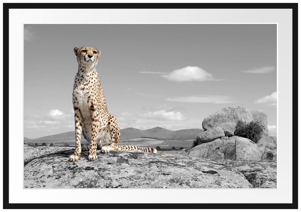 stolzer Gepard Passepartout 100x70