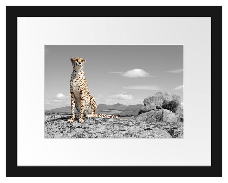 stolzer Gepard Passepartout 38x30