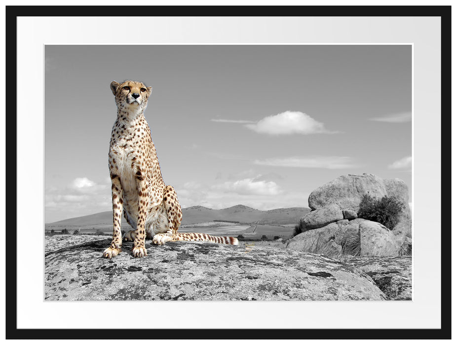stolzer Gepard Passepartout 80x60