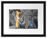 wunderschöner stolzer Tiger Passepartout 38x30