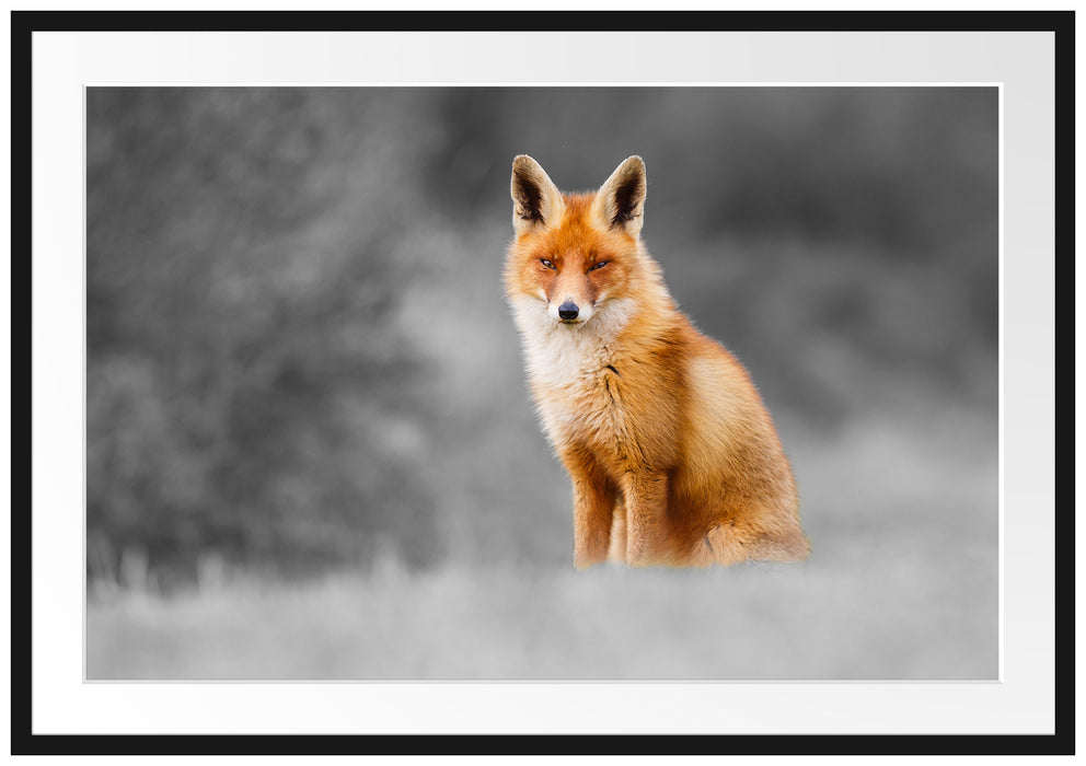 Pixxprint prachtvoller Fuchs, im Galerie-Passepartout Bilderrahmen